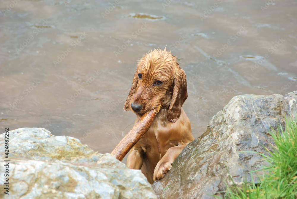brown wet dog swims with and plays with a stick brown wet dog swims with and plays with a stick