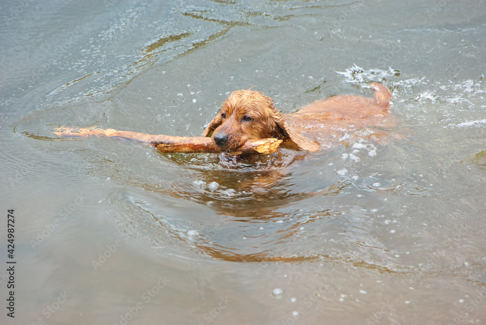brown wet dog swims with and plays with a stick