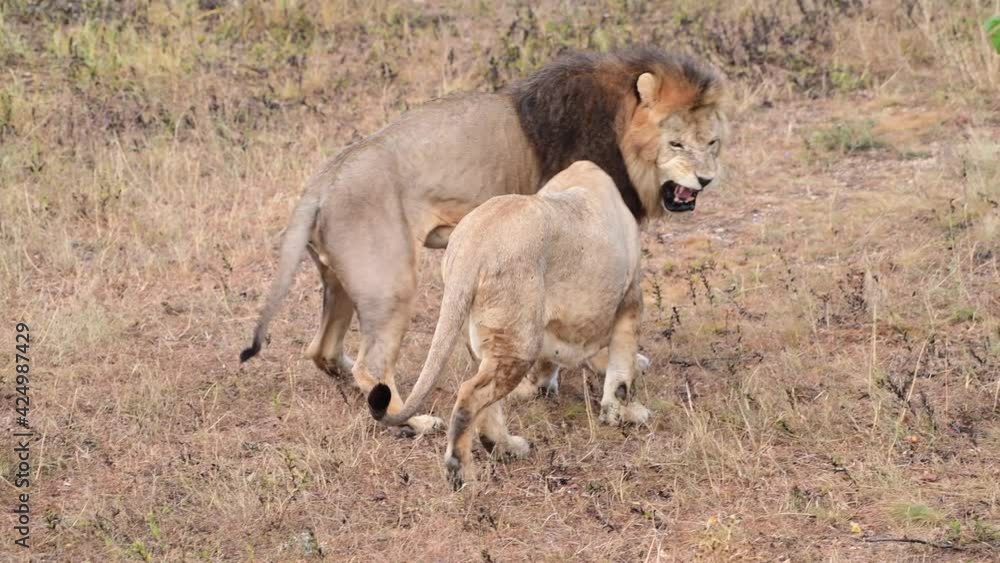 Wild lions pride in african savannah resting in the morning sunrise rays Wild lions pride in african savannah resting in the morning sunrise rays