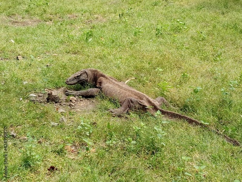 lizard on a rock