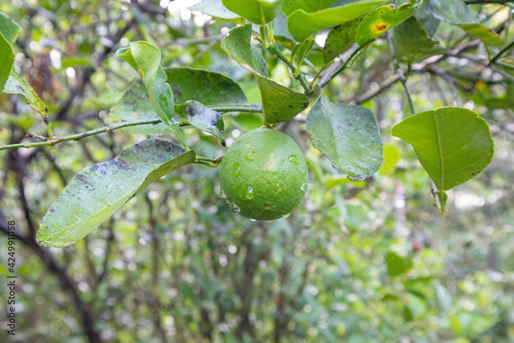 Green lime on the branch