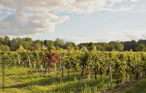 Vignoble de touraine en  France photo
