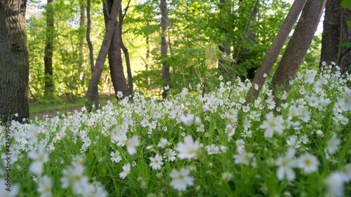 Margeriten im Wald