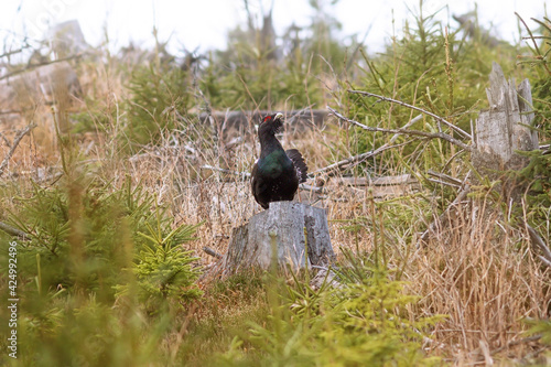 capercaillie rooster in natural environment photo