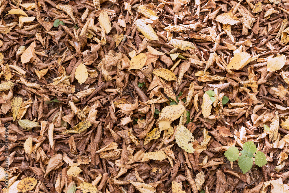 faded leaves cover faded leaves cover