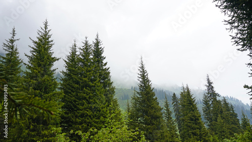A heavy fog covered the forest. Green trees  grass  if everything is in the clouds. Mountainous terrain  nothing to see. A light wind stirs the branches and grass. Mystical place  dark. Chimbulak.