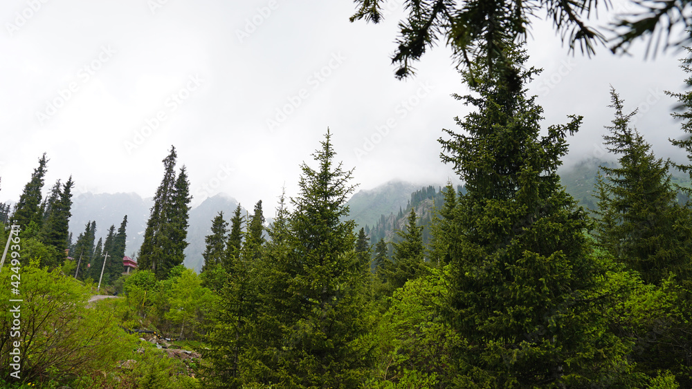 A heavy fog covered the forest. Green trees, grass, if everything is in the clouds. Mountainous terrain, nothing to see. A light wind stirs the branches and grass. Mystical place, dark. Chimbulak.