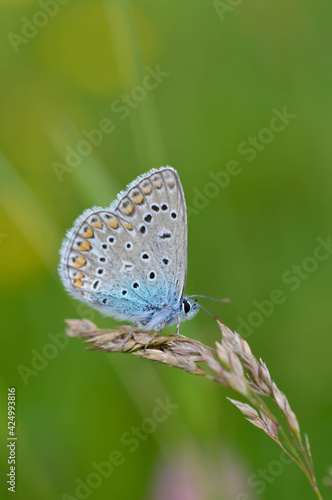 Common Blue small butterfly close up in nature