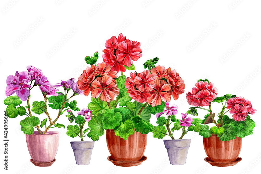 Border, blooming geranium in a pot. Spring, summer home and garden flowers. Hand drawn watercolor painting illustration on white background.