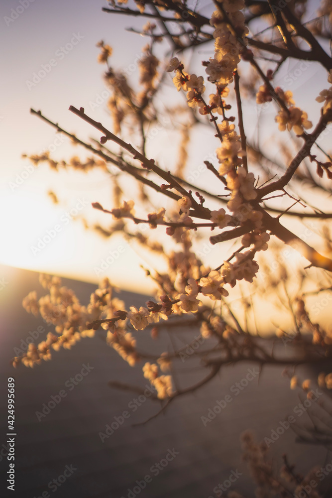 Obraz premium sunset over the river