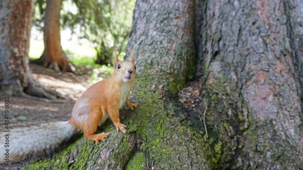 A red squirrel with a bushy tail nibbles a nut. I look at the camera. Forest environment. Green moss on trees. The squirrel tries to grab the camera. Funny forest animal. A red squirrel with a bushy tail nibbles a nut. I look at the camera. Forest environment. Green moss on trees. The squirrel tries to grab the camera. Funny forest animal.