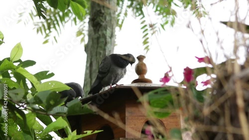 The bird on the tree creates a warm atmosphere in the garden, for those who see it are eager to touch and feed it. The leaves on the tree were really bright green.