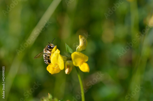 Bee on a yellow wildflower in nature close up macro © Kati Moth