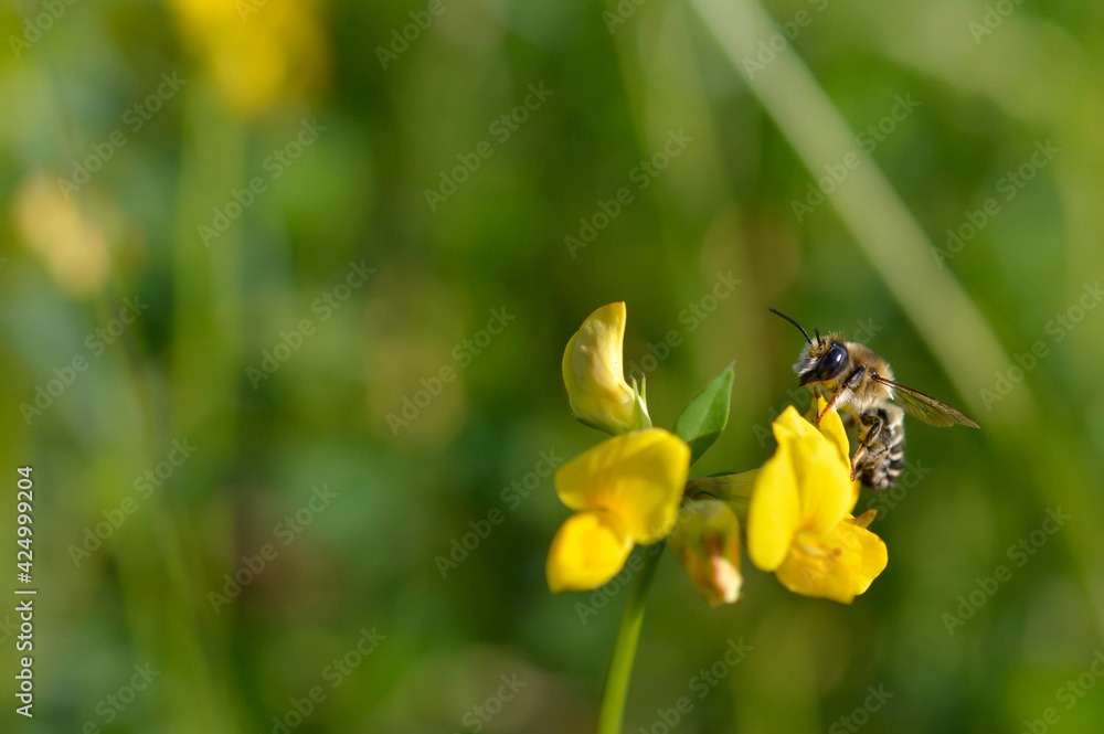 Bee on a yellow wildflower in nature close up macro Bee on a yellow wildflower in nature close up macro