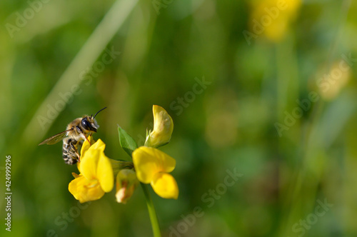 Bee on a yellow wildflower in nature close up macro