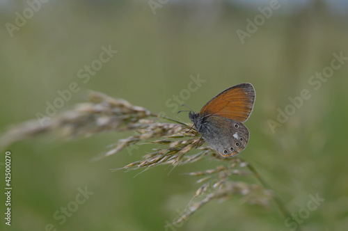 Chestnut heath butterfly in nature close up, macro