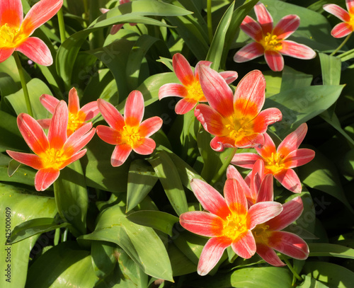Zweifarbige Tulpen