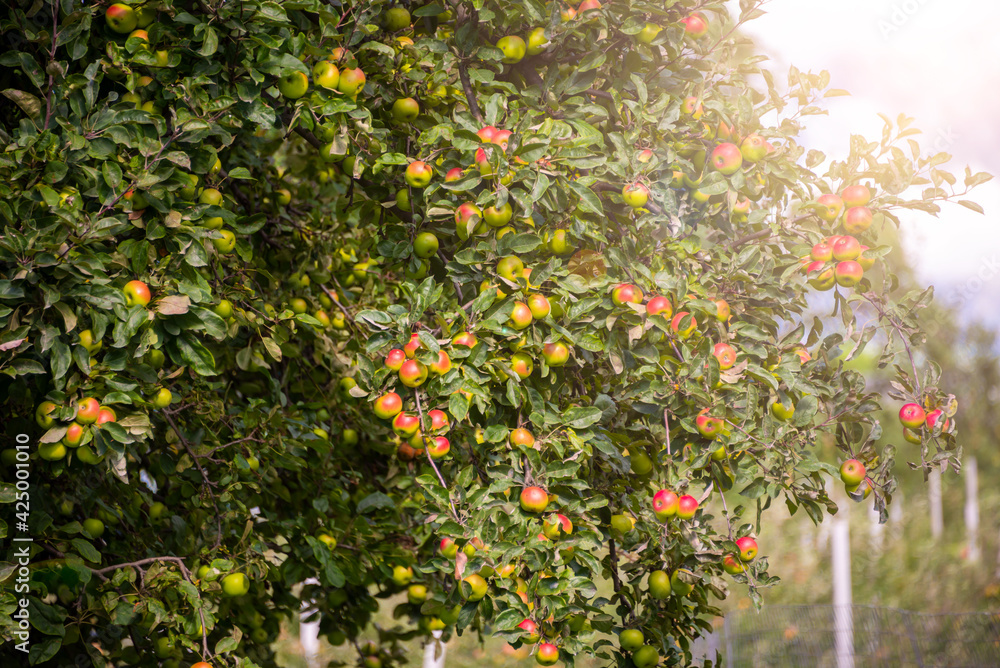 Apple tree in garden with fresh ripe apples Apple tree in garden with fresh ripe apples