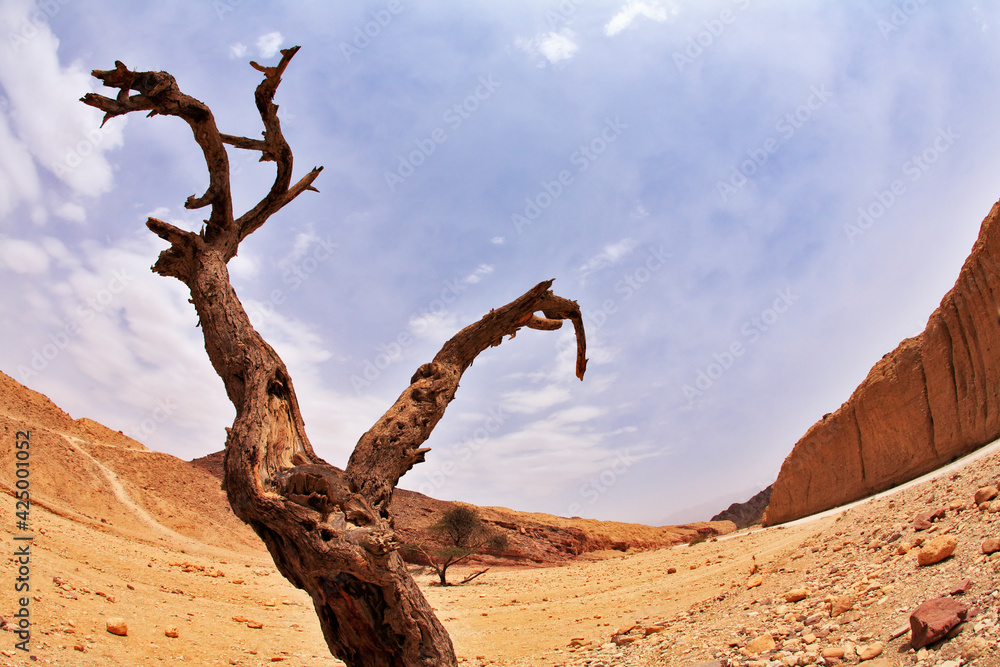 Dry tree in desert