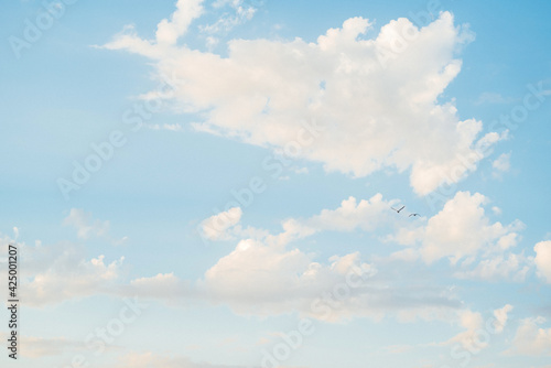 Fototapeta Naklejka Na Ścianę i Meble -  blue sky with white clouds and soaring black birds