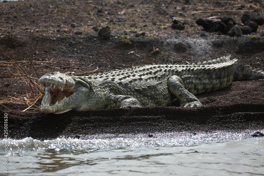 Obraz premium Nile Crocodile resting on the banks of Lake Chamo in Lake Chamo National Park, South Etiophia.