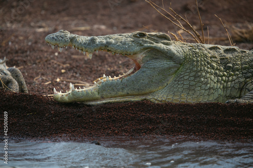Nile Crocodile resting on the banks of Lake Chamo in Lake Chamo National Park, South Etiophia. photo