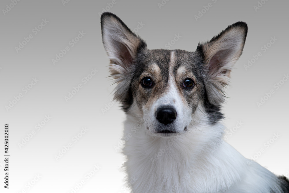Close-up portrait dog on a gray background selective focus