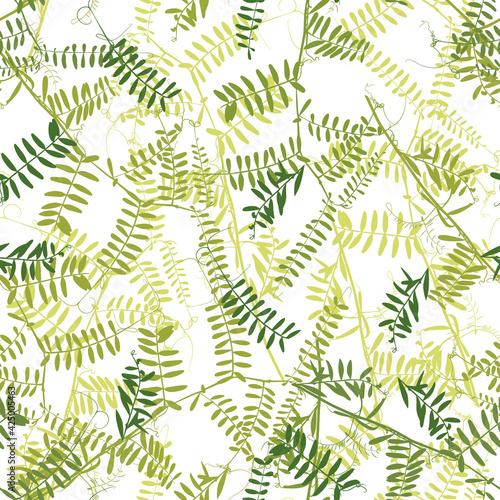 .Bird vetch seamless pattern. Hand-drawn green twigs with leaves on a white background. Vector design.