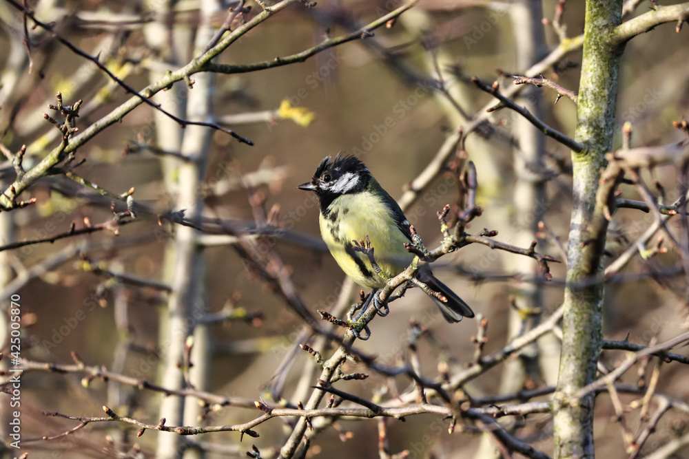 Great Tit perched on a Thorny Twig at Springtime. Great Tit perched on a Thorny Twig at Springtime.