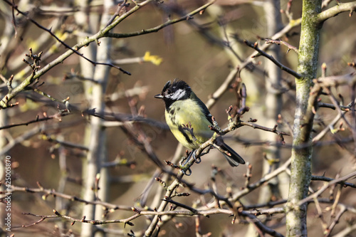 Great Tit perched on a Thorny Twig at Springtime.  © Colin Ward