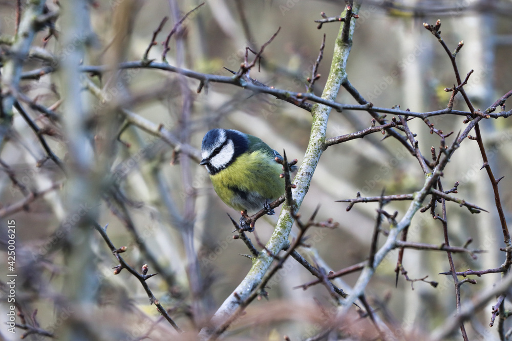 Naklejka premium Blue Tit perched on a Thorny Twig at Springtime.
