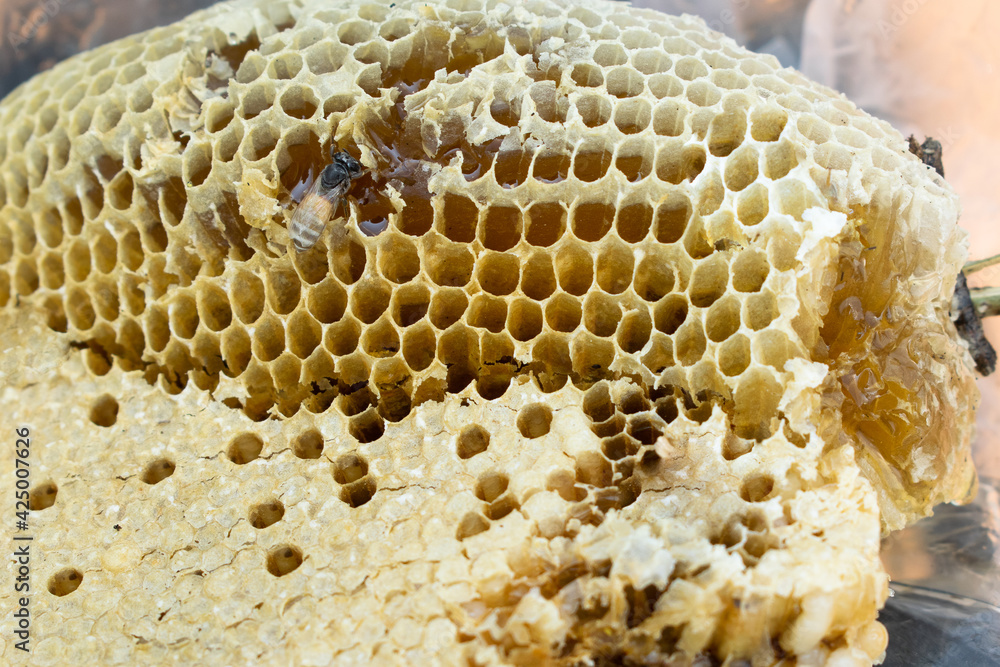 The bees are working to build their nests with beautiful nests. The bees are working to build their nests with beautiful nests.