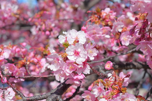画面一杯の河津桜