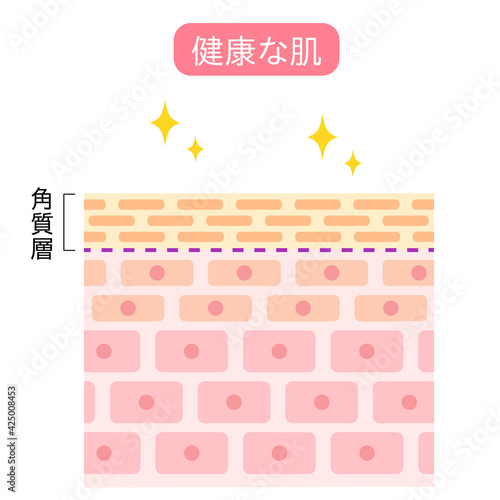 健康な肌　断面図