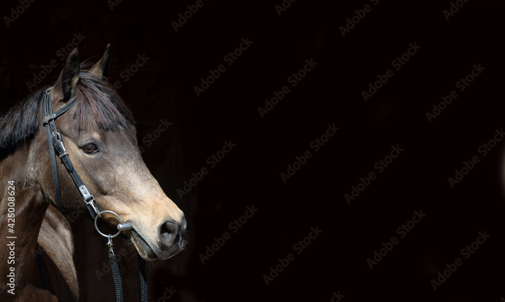 Fototapeta premium Pferd / Pony (Portrait)