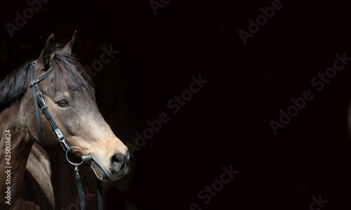Pferd   Pony  Portrait 