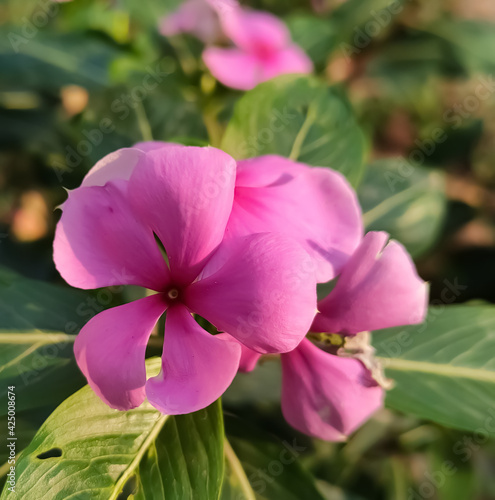 pink orchid in garden