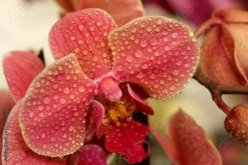 Orchid phalaenopsis with droplets.