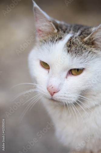 white cat on the seashore.