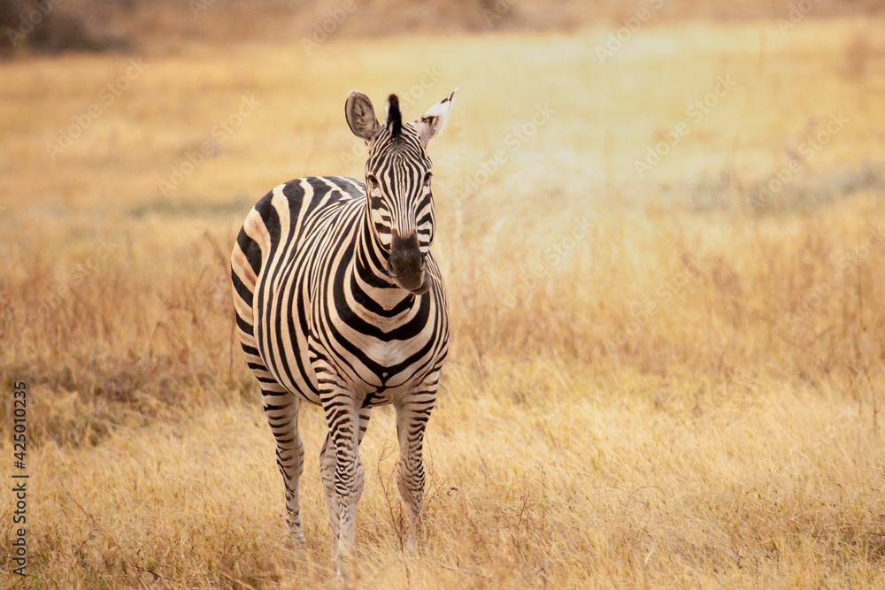 Naklejka premium Wild African zebra looking at camera in the savannah in Botswana, Africa