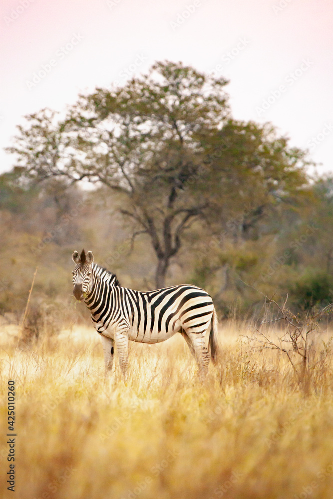 Obraz premium Wild African zebra looking at camera in the savannah in Botswana, Africa