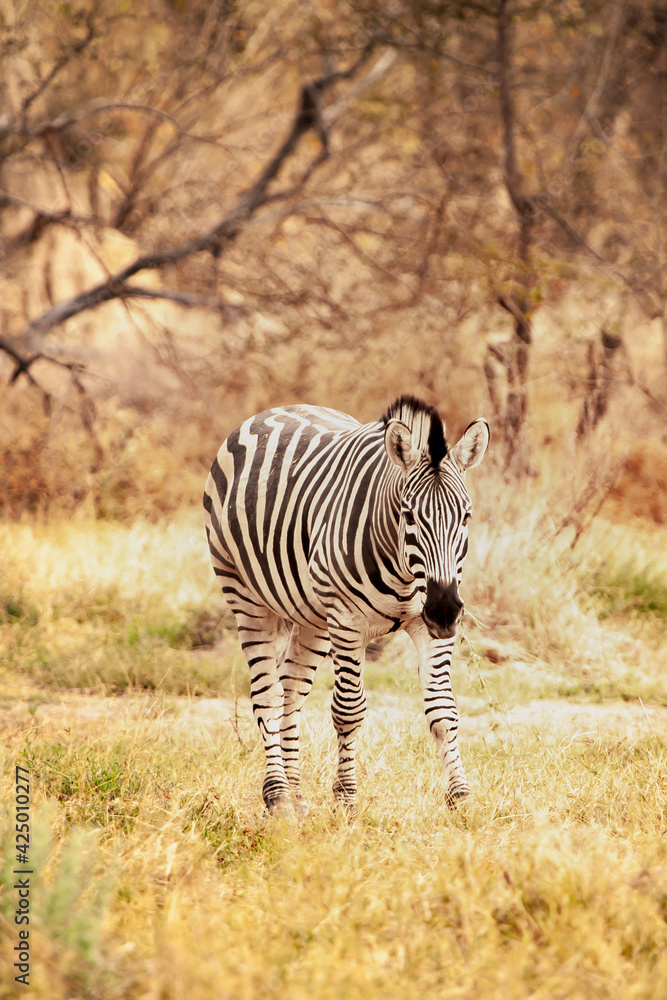 Naklejka premium Wild African zebra looking at camera in the savannah in Botswana, Africa