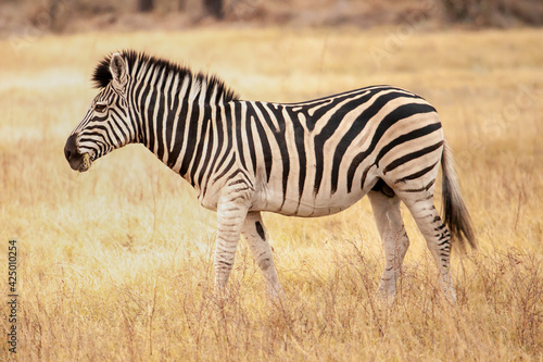 wild zebra from Africa walking through the savanna in Botswana  Africa