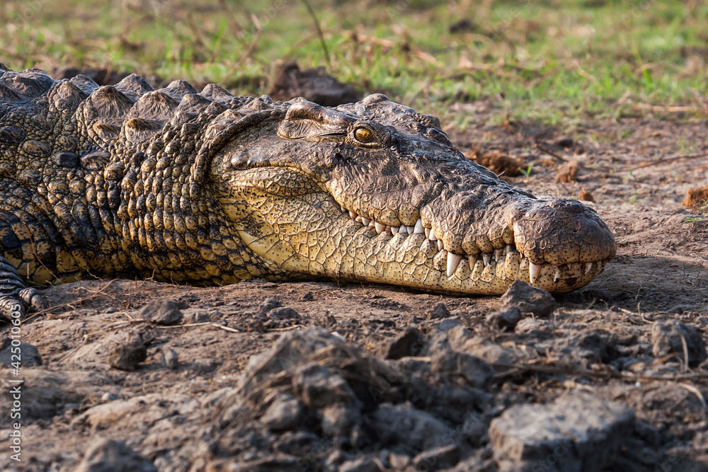 African alligator head in its natural habitat of Botswana in Africa African alligator head in its natural habitat of Botswana in Africa