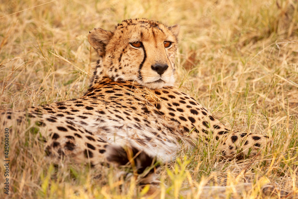wild cheetah resting lying in the grass in its natural habitat in botswana, Africa wild cheetah resting lying in the grass in its natural habitat in botswana, Africa