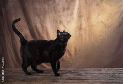 black cat on brown background