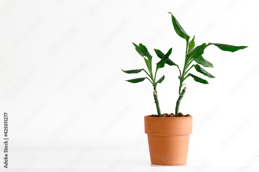 two sprouting cuttings of Dracaena in a small Terra cotta pot, propagating two sprouting cuttings of Dracaena in a small Terra cotta pot, propagating