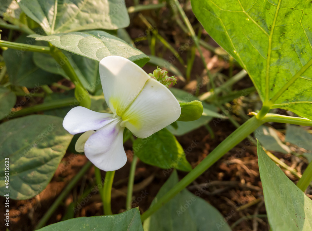 Beautiful close up beauty of white flower in green leaves. Beautiful close up beauty of white flower in green leaves.
