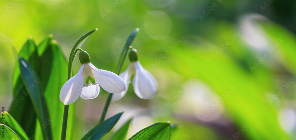 Beautifull snowdrops - blooming white flowers in early spring in the forest, closeup with space for text