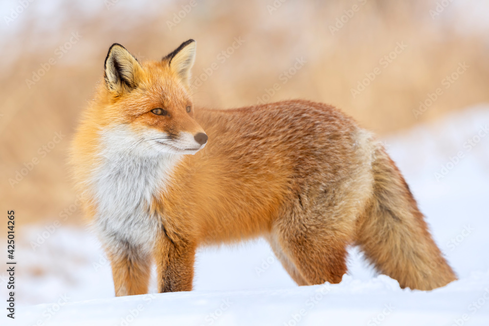 Obraz premium Red fox in winter, Japan. Red Fox in winter landscape. Japanese winter landscape with the animal.